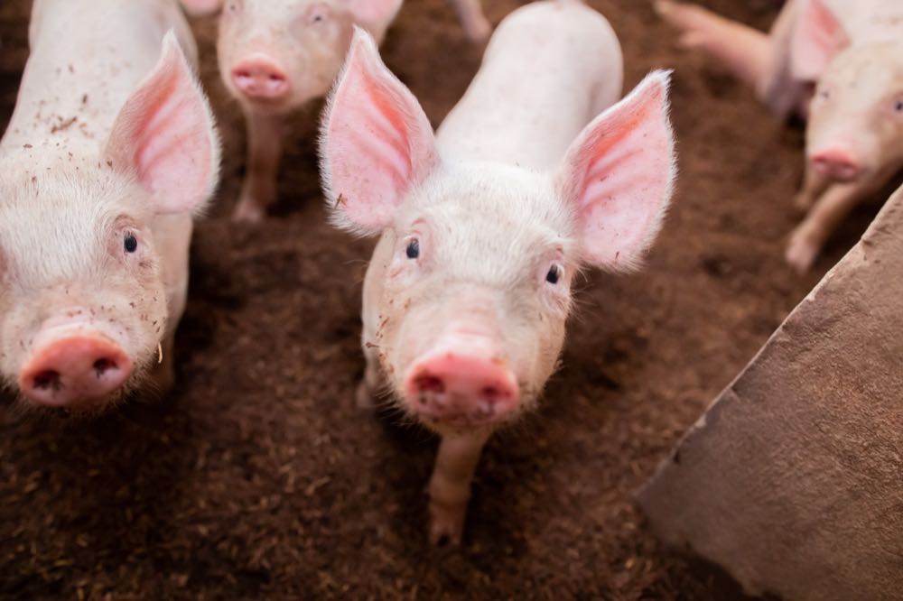 Zahl der schweinehaltenden Betriebe sinkt weiter