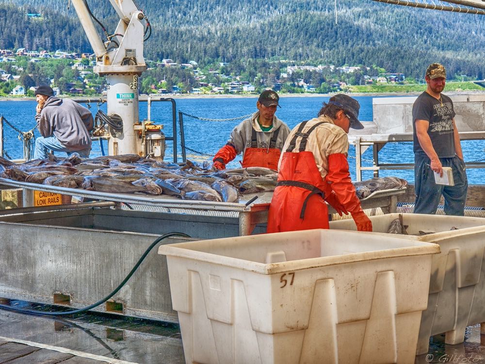 Niederlande: Black Cod Company erhält erste Fingerlinge