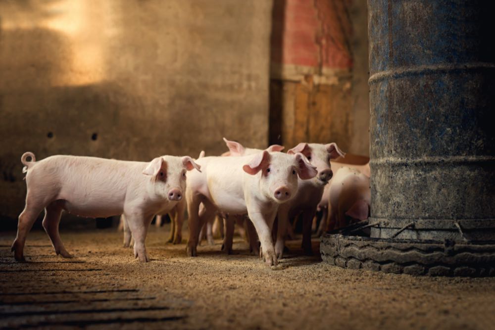Destatis: Zahl der schweinehaltenden Betriebe sinkt weiter