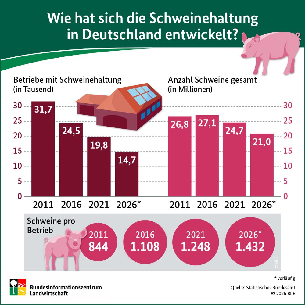 BZL: Anzahl schweinehaltender Betriebe weiter rückläufig
