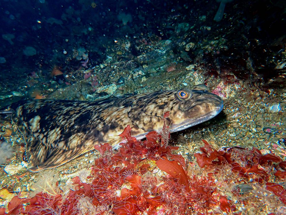 Norwegen: Nordic Halibut kauft Verarbeitungsbetrieb
