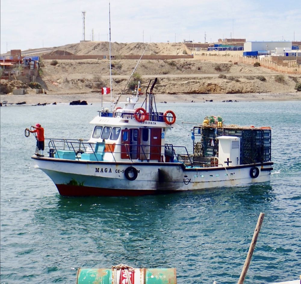 Peru: Erste Aalfischerei weltweit erhält MSC-Zertifizierung