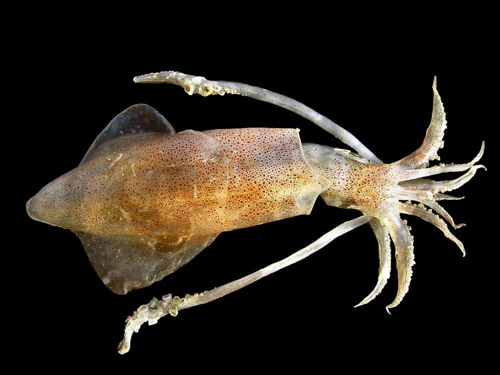 Belgien: Tintenfisch häufigste Art der Kutterfischerei