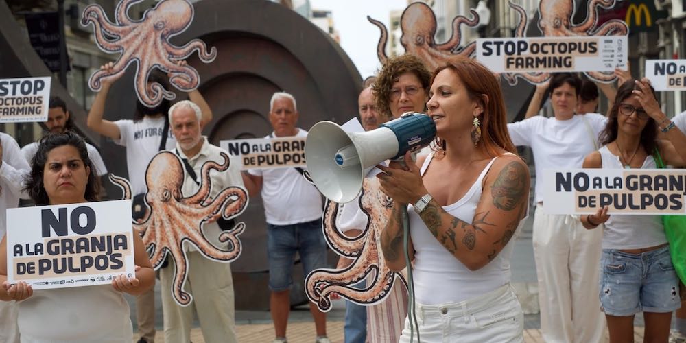 Spanien: Nueva Pescanova gibt Pläne für Oktopus-Farm auf