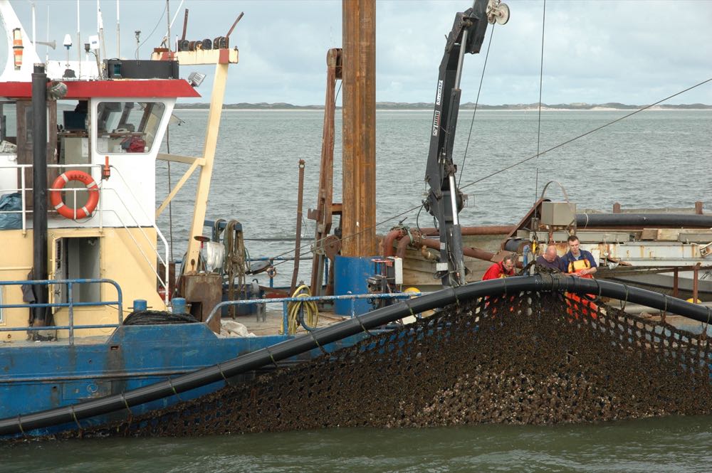 Schleswig-Holstein: Muschelsaison schon Anfang Juli eröffnet