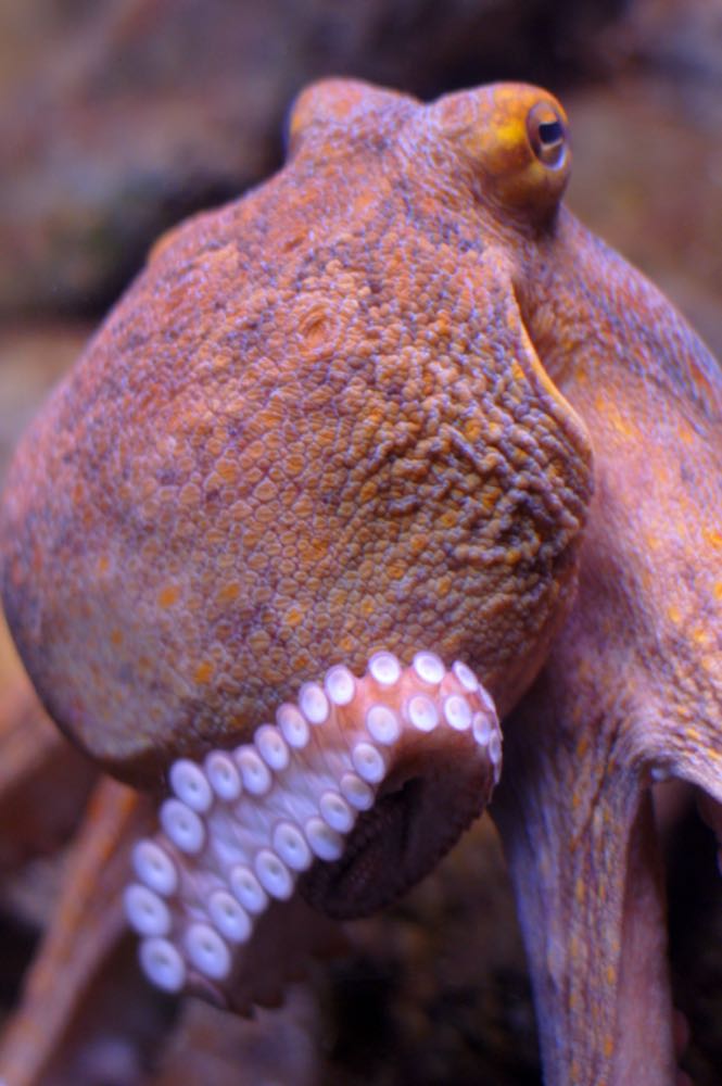 ASC plant nicht, Oktopus in seinen Geltungsbereich aufzunehmen