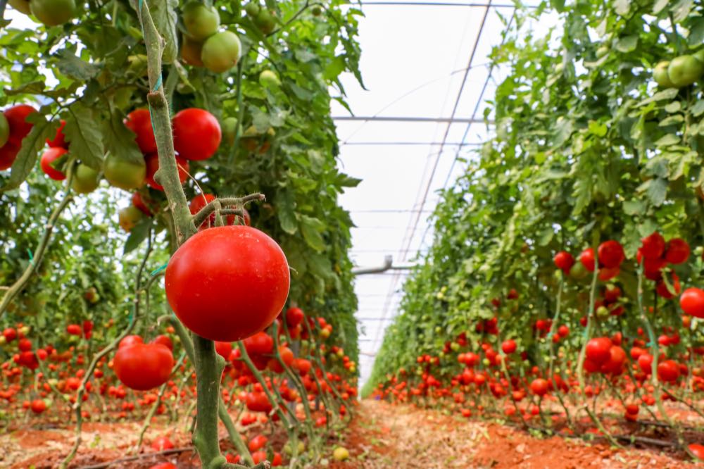 Ernährungsindustrie verzeichnet auch im Mai einen Umsatzrückgang