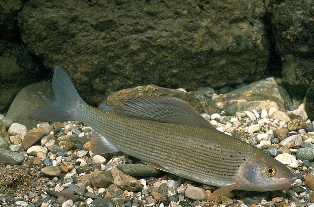 Bayern: Forschungsprojekt zur Äsche, "Bayerischer Fisch des Jahres"