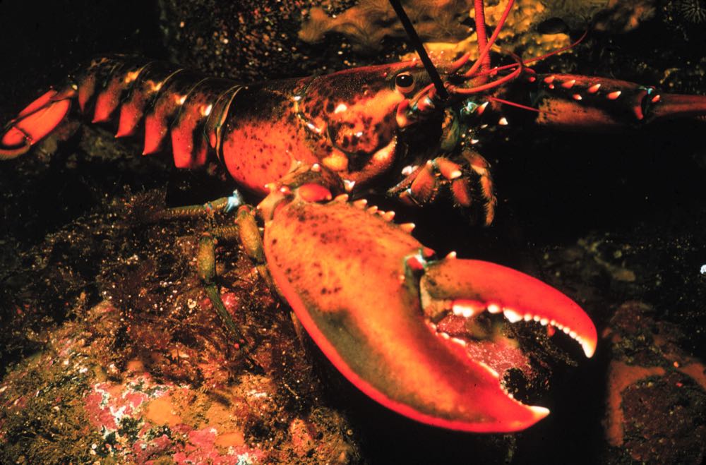 Zollkrieg: Kanada erhebt "Gegenzölle" von 25 Prozent auf US-Seafood