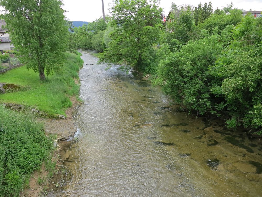 Schweiz: Hitze-Sommer fordert Millionen tote Fische