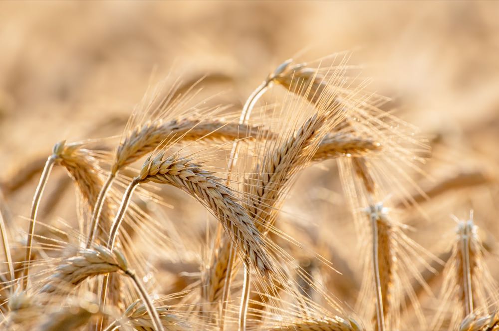 Erntebericht 2026: BMLEH schnürt Milliarden-Hilfspaket