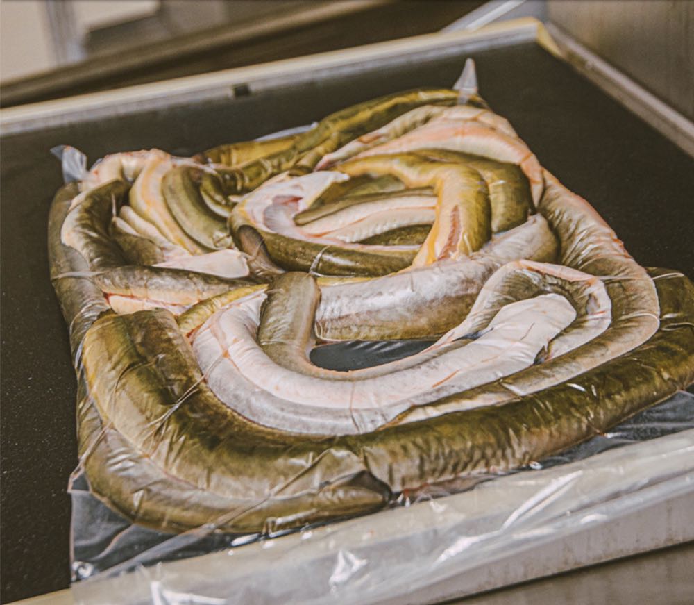 Niederlande: Quality Seafood übernimmt Aalhandel Kraan