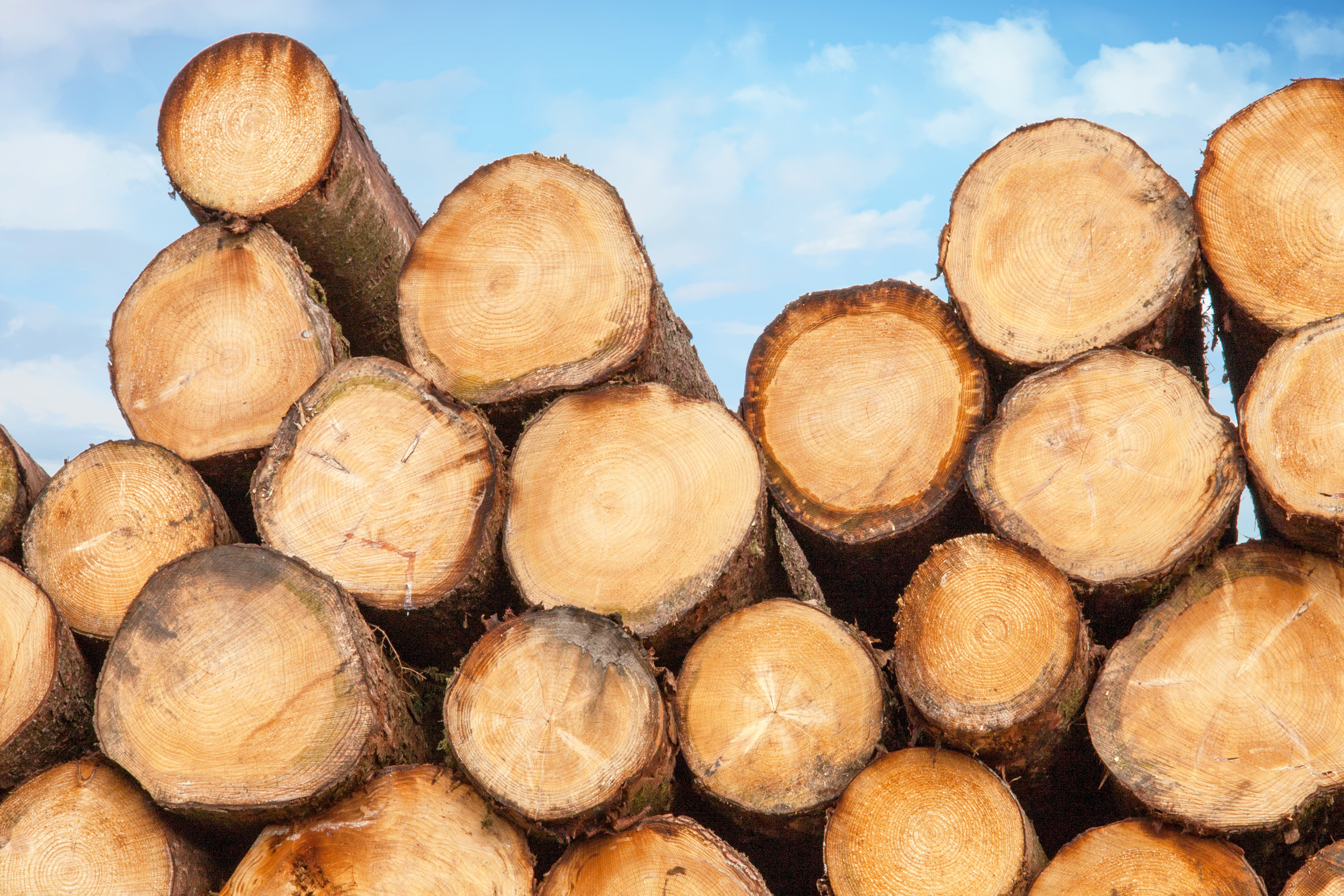 Moma will Holz Centrum Regensburg übernehmen