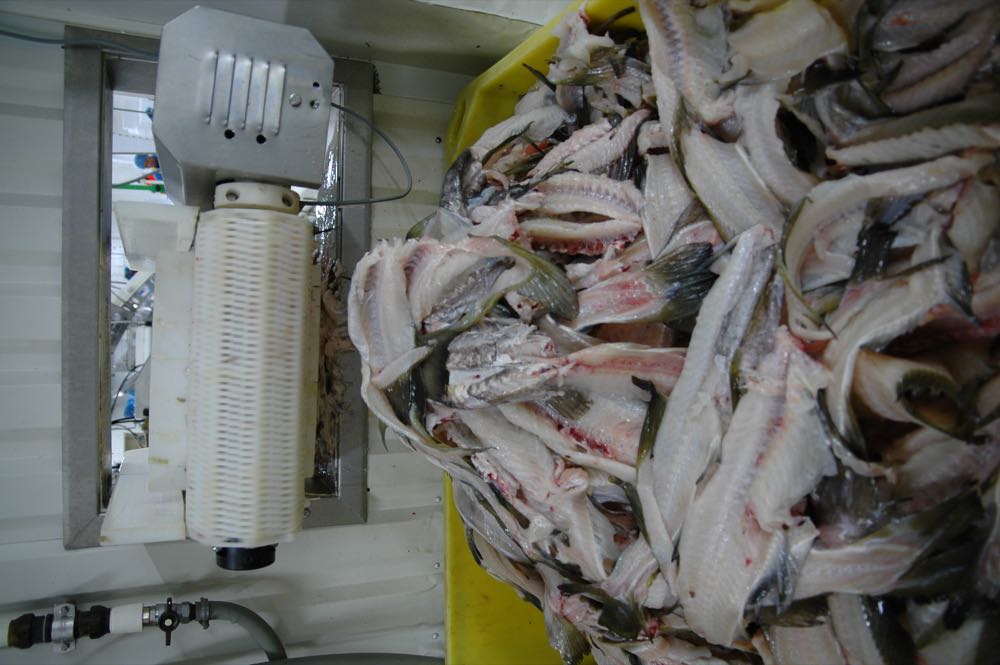 Berlin: "Mehr als nur Filet – die Zukunft von 100 % Fisch"