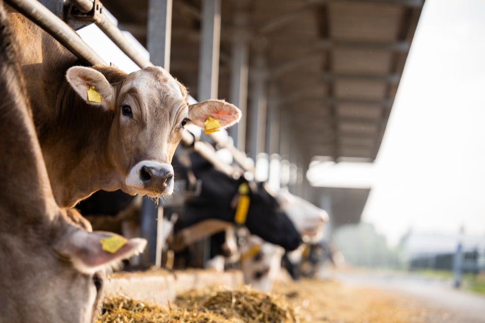 Verpflichtende Tierhaltungskennzeichnung soll erst im Oktober 2027 starten